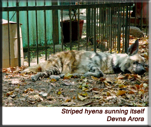 Devna Arora - Striped hyena sleeping in the sun